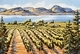 Okanagan Colour (Sold)
