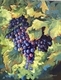 Ripening